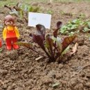 올리브 농장 이미지