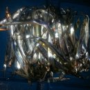 월항민박 이미지