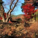 지리산큰나무 이미지