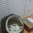 얌이