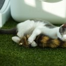 금고양이 이미지