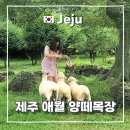 대신목장 | 제주 양떼목장 제주도 아이랑 가볼만한곳 위치 체험 후기 할인방법
