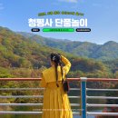 국지도70호 은행나무 | 강원도 유람선 여행 단풍 절정 시기 청평사 사찰