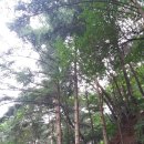 배롱나무 - 여름날의 사랑 이미지