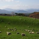 성인목장 이미지