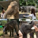 코끼리 | 태국 푸켓 투어 코끼리 생츄어리 보호소 후기 준비물 꿀팁