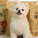 펫츠굿