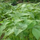 종점농장 이미지