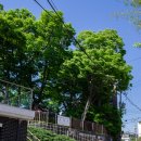 이태원 부군당 | 펜탁스 K-3 | 20-40mm 리밋 줌 | 이태원 부군당 역사공원