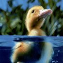 강아지세상 이미지