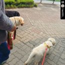 복대박 이미지