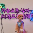 알로하디디 | 화성애견카페,독특한 구조의 애견카페 알로하디디 후기