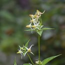참닻꽃이 피었다기에 – 화악산(실운현,북봉,중봉,조무락골) 이미지