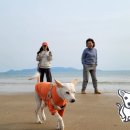 마량5일시장 이미지