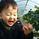 태자농장 이미지