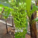 원예농장 | 5살 아이와 다녀온 열대과일농장 유진팡 제주 이색 체험 리얼후기