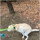 휘게 펫케어 이미지