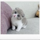 은행동주민센터 | “시흥 은행동스코티시폴드 분양 후기 – 사랑스러운 반려묘와의 첫 만남”