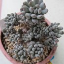 블루빈스 이미지