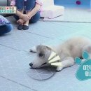 개밥주는고양이 이미지