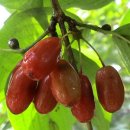 대추나무 이미지