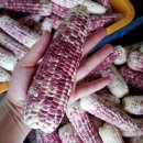 삼기면사무소 | 삼기 흑 찰옥수수 영농조합법인 ' 삼기품 '