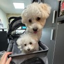 퍼플퍼피 이미지