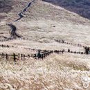 영남밧데리 | 🌾 울산 영남알프스 간월재 억새 군락지 후기 – 가을 하늘 아래 황금빛 물결 속으로