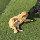 바로피트니스 골프아카데미 용인수지점 | 강아지유치원? 용인 수지애견유치원 헬로우버디 데이케어 후기!