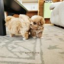 켄넬203 말티푸분양, 미니비숑분양 이미지