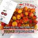 로얄레이니어체리 당도 후기 달콤한 체리 리뷰