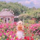 ﻿▣-여행 정보방(축제) 5월부터 시작되는 꽃의 여왕 장미축제 BEST 5 이미지