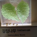 목포자연사박물관 이미지