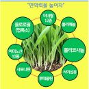 새싹모아