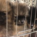 화원연합동물병원 이미지