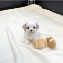 퍼피숑 | 구리강아지분양 코카숑