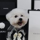 나랑애견유치원 이미지