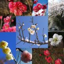 매화(Prunus Mume) 이미지