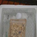 영동목장 | [충북 영동] 돌아기 첫우유 고민 끝, <유산양 해맑은목장> 유기농 산양유 &amp; 산양유요거트 체험 후기