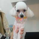 개등드리# 네이버블로그