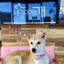 내일더예쁘개 이미지