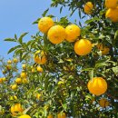 비파농장 이미지