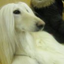 마오네(1호점) 이미지