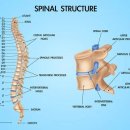 씨에스나무병원 이미지