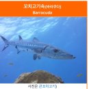 열꼬지 이미지
