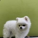 올리스 방이점 이미지