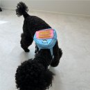 부산애견유치원 댕스하우스 이미지