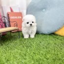 유앤미펫 강아지분양 고양이분양 일산점 이미지