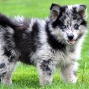 뽀시래기 이미지