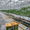 수정벌마야 이미지